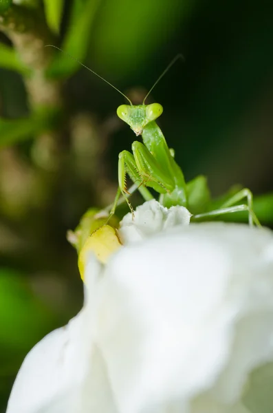 Mantis en la naturaleza verde —  Fotos de Stock