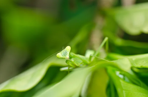 Mantis in green nature — Stock Photo, Image