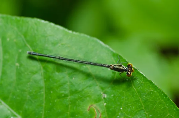 Mouche damoiselle ou petite libellule — Photo