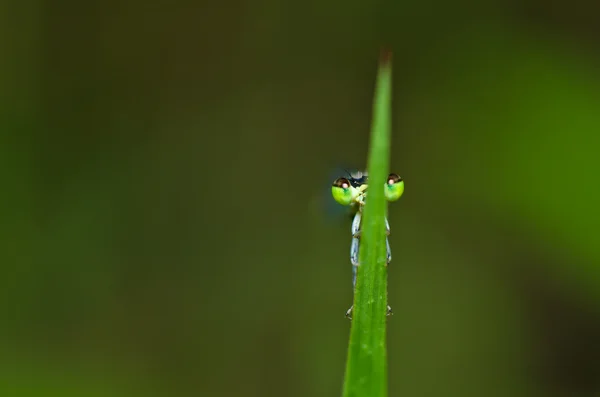 Damselfly o pequeña libélula — Foto de Stock