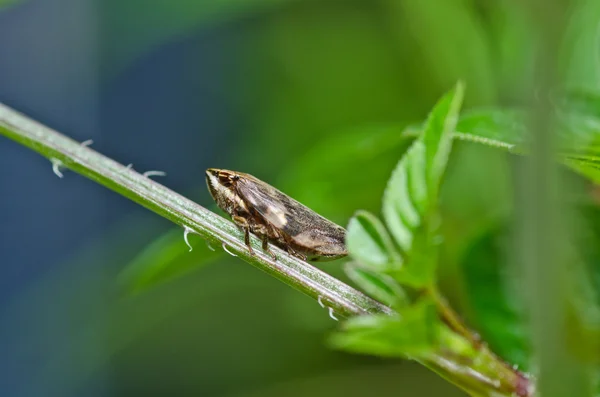 Insecto áfido en la naturaleza verde — Foto de Stock