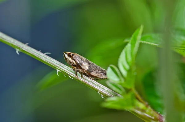 緑の自然の中でアブラムシ虫 — ストック写真