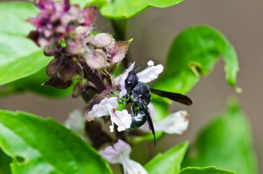 Yeşil doğanın siyah wasp