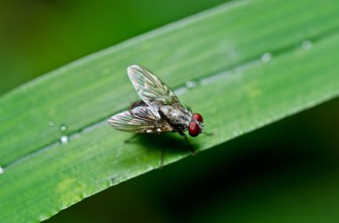 Yeşil doğada fly