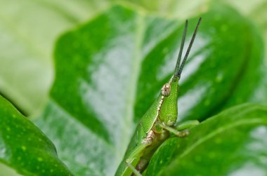 Grasshopper in green nature