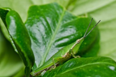 Grasshopper in green nature