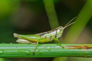 Grasshopper in green nature clipart