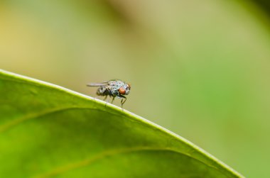 kırmızı gözleri yeşil doğada fly