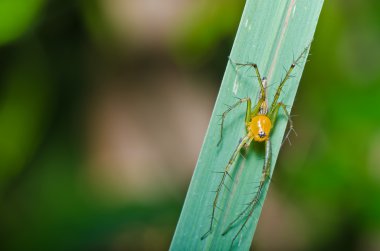 uzun bacaklı örümcek yeşil doğa