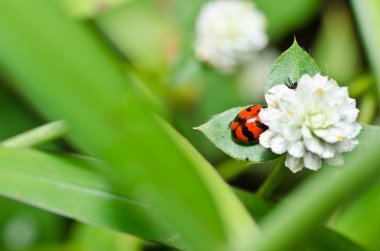 beetle kırmızı ya da yeşil doğa uğur böceği