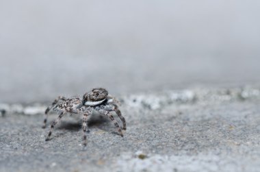 Gray white jump spider on the wall