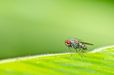 kırmızı gözleri yeşil doğada fly