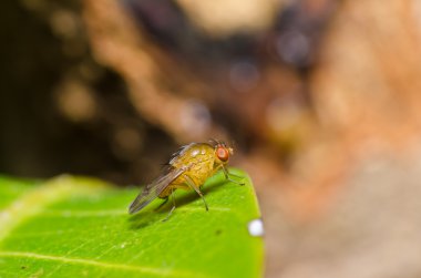 kırmızı gözleri yeşil doğada fly