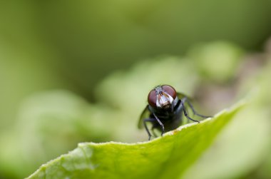 Yeşil doğada fly