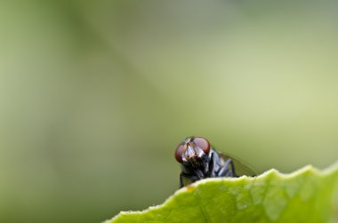 Yeşil doğada fly