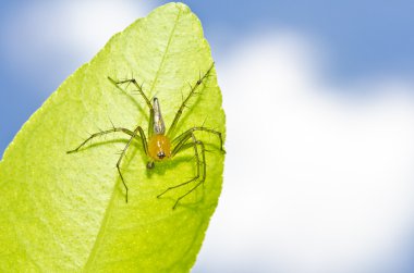 yeşil yaprak üzerinde örümcek ve mavi gökyüzü bacakları uzun