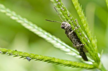 Grasshopper in green nature