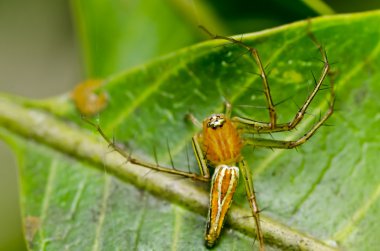 uzun bacaklı örümcek yeşil doğa