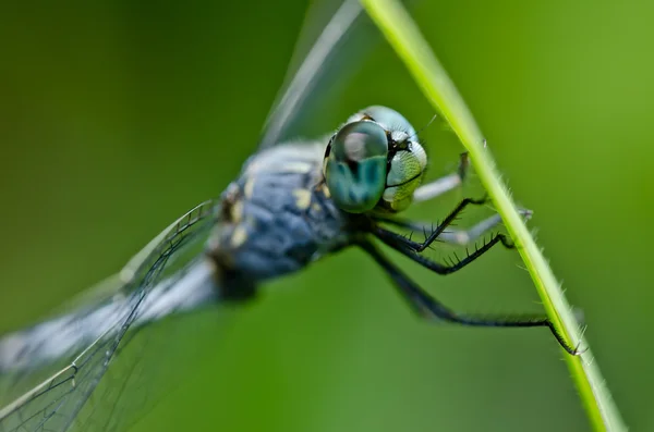 Dragonfly grön natur — Stockfoto