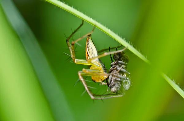 Piernas largas araña en la naturaleza verde — Foto de Stock