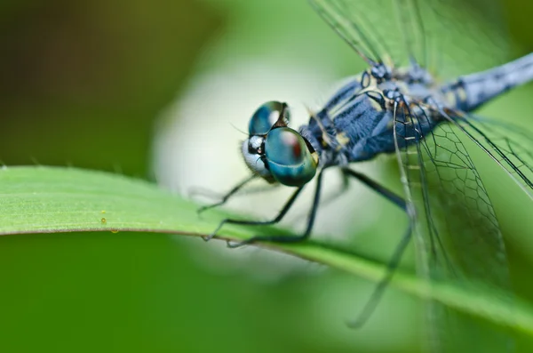 Libelle in grüner Natur — Stockfoto