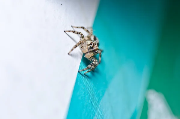 Jumping spider in the city — Stock Photo, Image