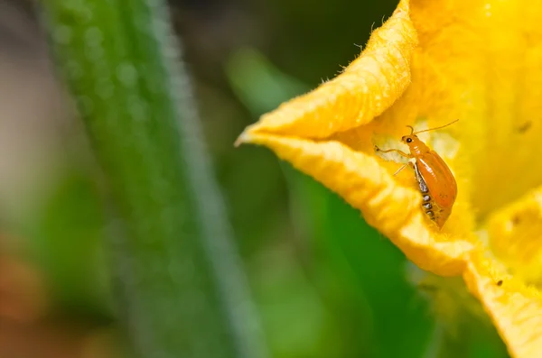 在绿色自然中的橙色甲虫 — 图库照片