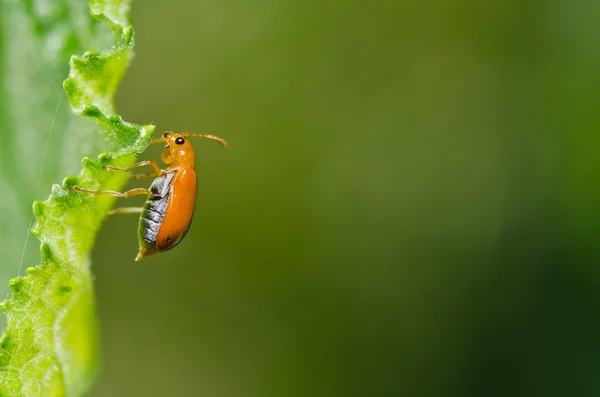 Оранжевый жук в природе — стоковое фото