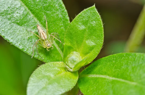Pernas longas aranha na natureza verde — Fotografia de Stock