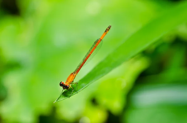 Röd flickslända eller little dragonfly — Stockfoto