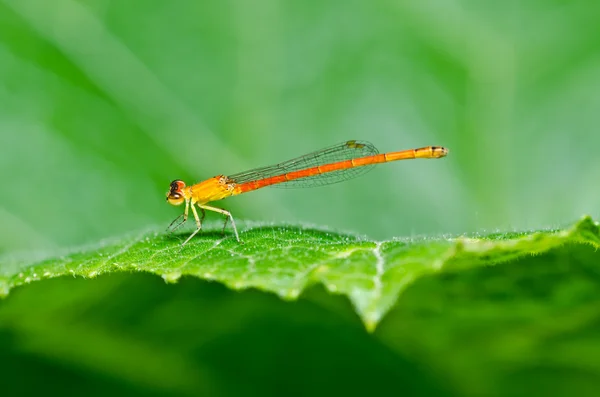 Red damselfly or little dragonfly — Stock Photo, Image
