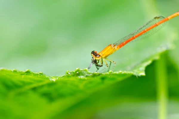 Red damselfly or little dragonfly — Stock Photo, Image