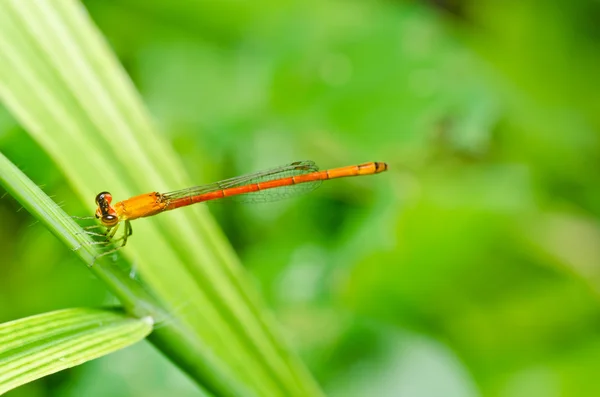 Libélula vermelha ou pequena libélula — Fotografia de Stock