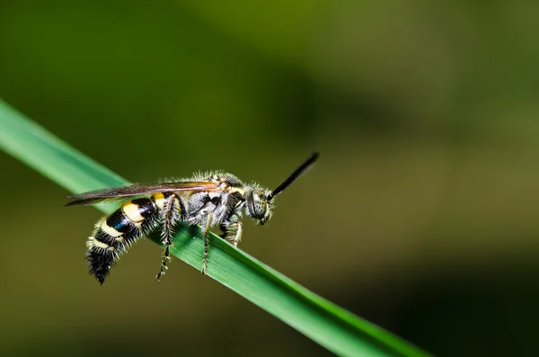 Mammoet wasp in de groene natuur — Stockfoto