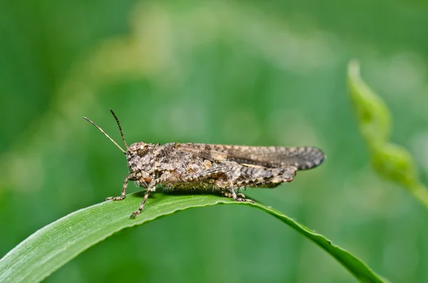 Brown grasshopper in green nature — Stock Photo, Image