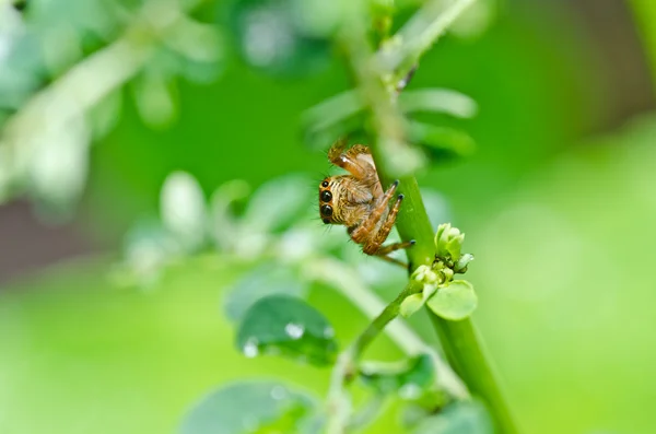 Araña saltarina en la naturaleza verde —  Fotos de Stock