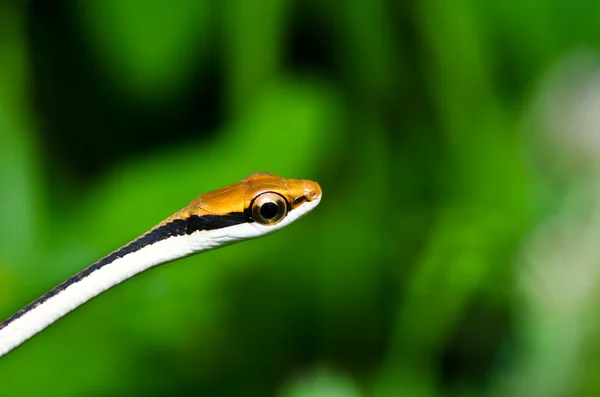 Kleine Schlange in grüner Natur — Stockfoto