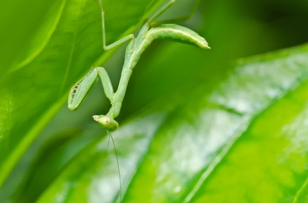Pequeña mantis en la naturaleza verde —  Fotos de Stock