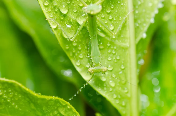 Pouco mantis na natureza verde — Fotografia de Stock