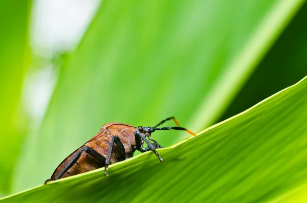 Bug marrom na natureza verde — Fotografia de Stock