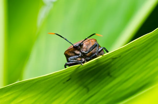 在绿色自然棕色 bug — 图库照片