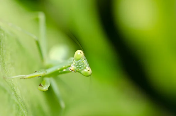 Маленький богомол в зеленой природе — стоковое фото
