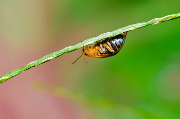 Orange beetle in green nature — Stock Photo, Image