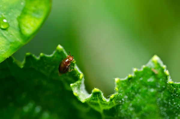 Yeşil Doğa anne sinek — Stok fotoğraf