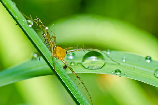 Uzun bacaklı örümcek yeşil doğa — Stok fotoğraf