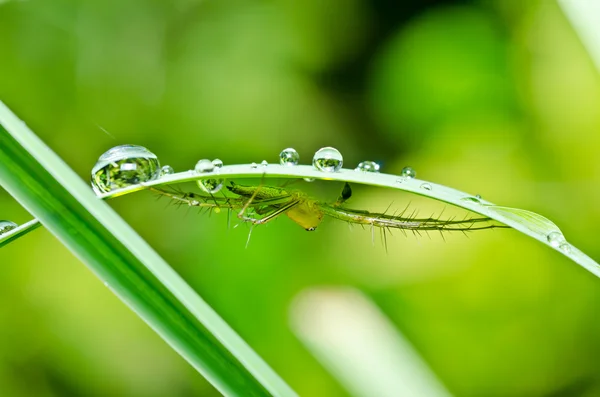 Uzun bacaklı örümcek yeşil doğa — Stok fotoğraf