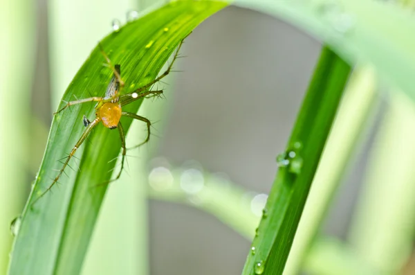Lange benen spin in de groene natuur — Stockfoto