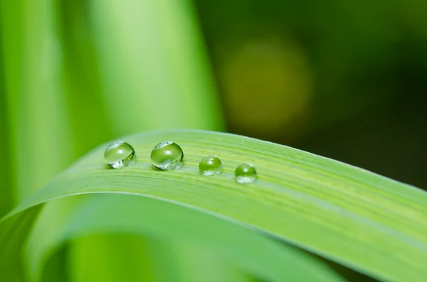 Gouttes d'eau douce dans la nature verte — Photo