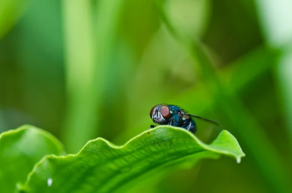 Yeşil doğanın yeşil sinek — Stok fotoğraf