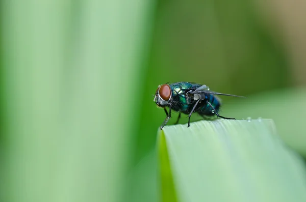 Grüne Fliege in grüner Natur — Stockfoto